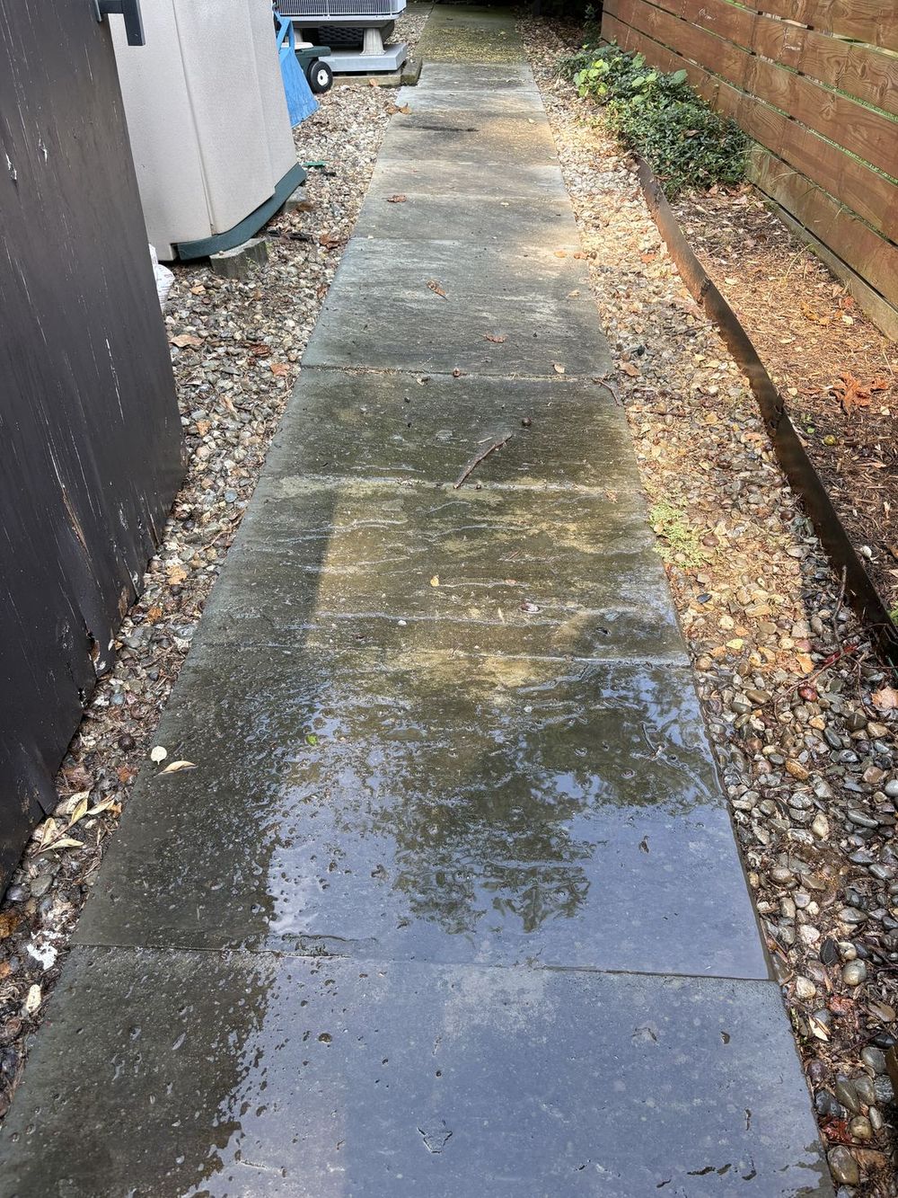 Concrete walkway with green algae before pressure washing